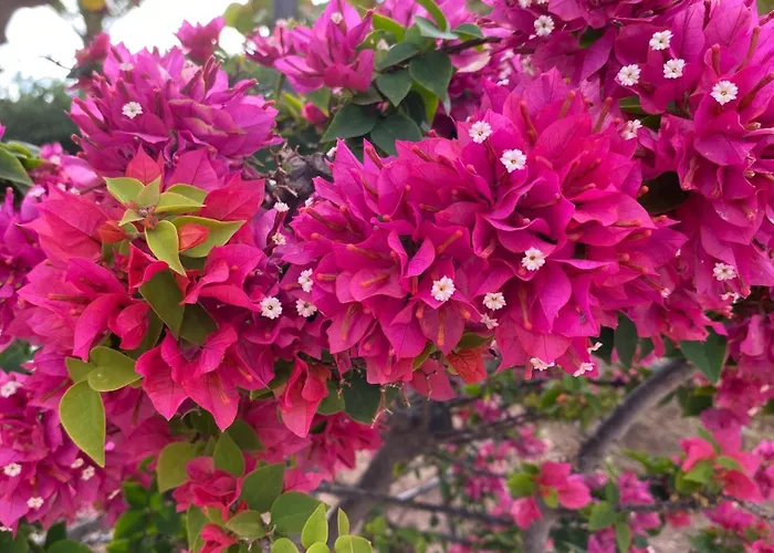 ático De Proa, En La Mejor Playa Del Médano * Granadilla De Abona
