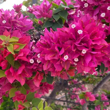 Sur Tenerife,atico Con Dos Terraza,parquing Y Piscina * グラナディージャ・デ・アボナ